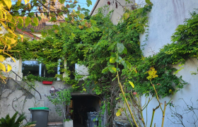 Taille d'arbres