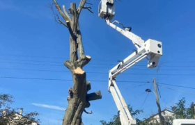  Abattage d'un arbre avec nacelle