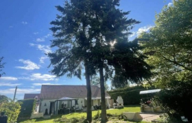 Abattage de sapins