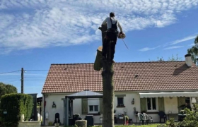 Abattage de sapins