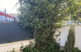 Taille d'arbres