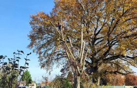 Abattage d'arbre 