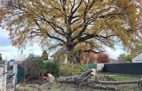 Abattage d'arbre 