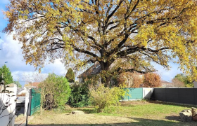Abattage d'arbre 
